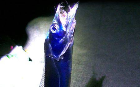 石津浜でアオリイカ、湾内で太刀魚